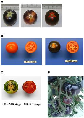 Nutraceutical Characterization of Anthocyanin-Rich Fruits Produced by “Sun Black” Tomato Line